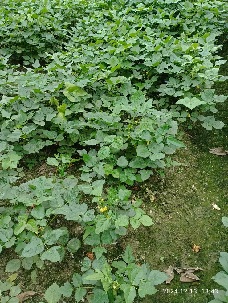 屏東萬丹附近鄉鎮今因價格好過黃豆，故植種紅豆