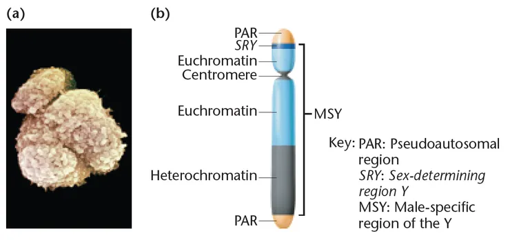 (a)電子顯微鏡下的Y染色體(b)Y染色體上的每個區域以及基因位置。圖片取自Concepts of Genetics 3th EDITION