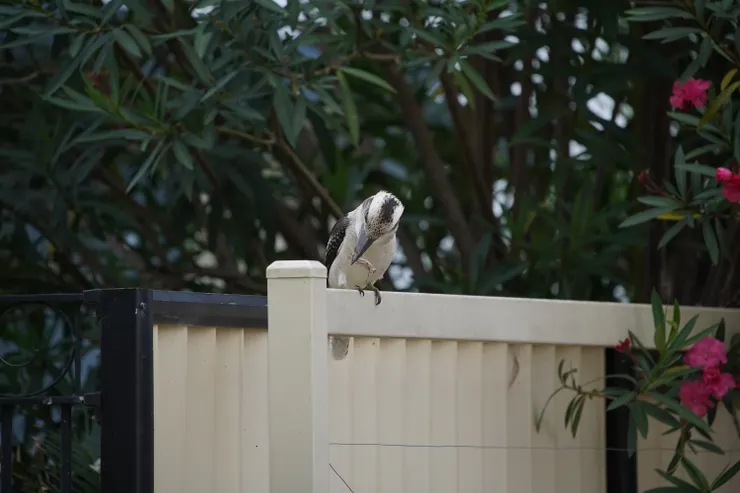 Laughing Kookaburra