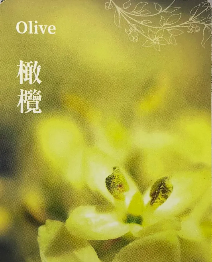 照片來源:巴赫花精神諭卡