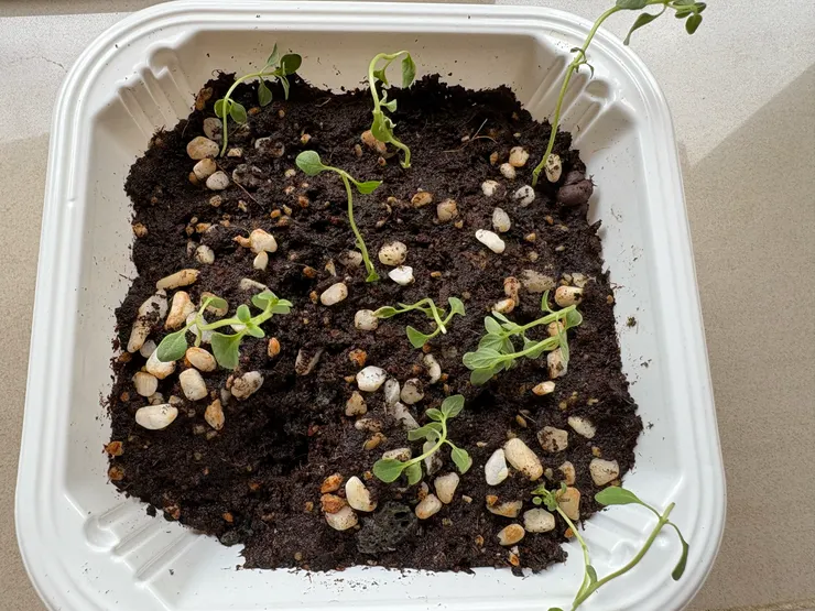 扦插中,垂頭喪氣....加油加油!