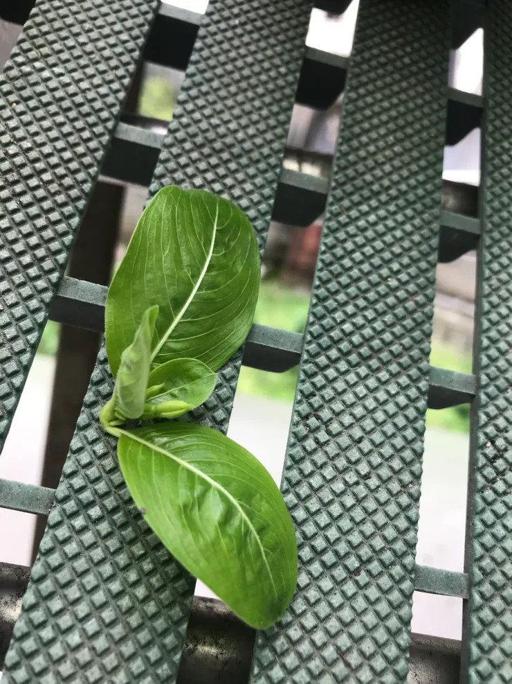 剪下的頂芽（即摘心），第一次長出來的花苞可以不要讓他開花，先把頂芽剪掉，才能夠促進更多的分枝