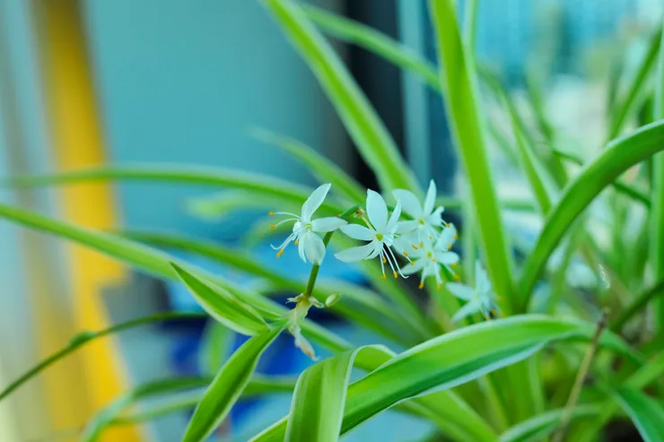 吊蘭的瘋狂葉片與可愛小白花