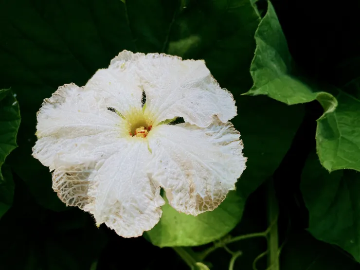 瓠瓜的可愛花花，上面還有紅螞蟻欸！