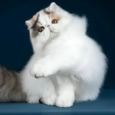 艾莉絲貓舍~加菲貓.波斯貓.英國短毛貓.布偶貓的沙龍