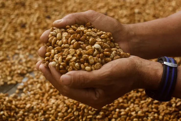 風味的魔法：黑糖、奶油、蜜地瓜的甜美調性