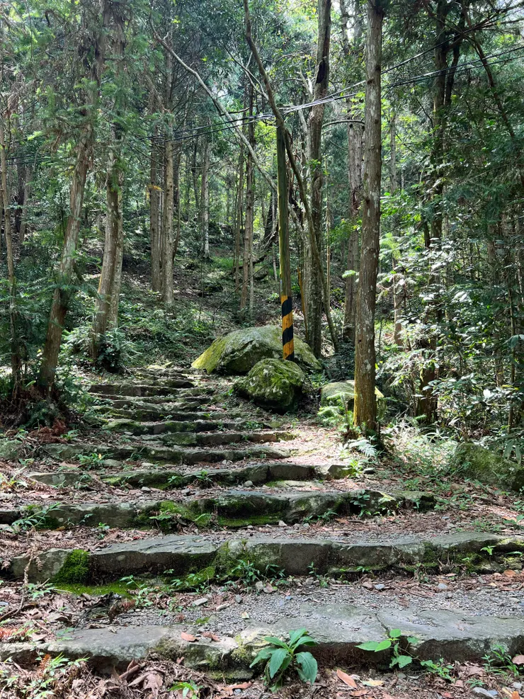 森林浴沉浸式體驗