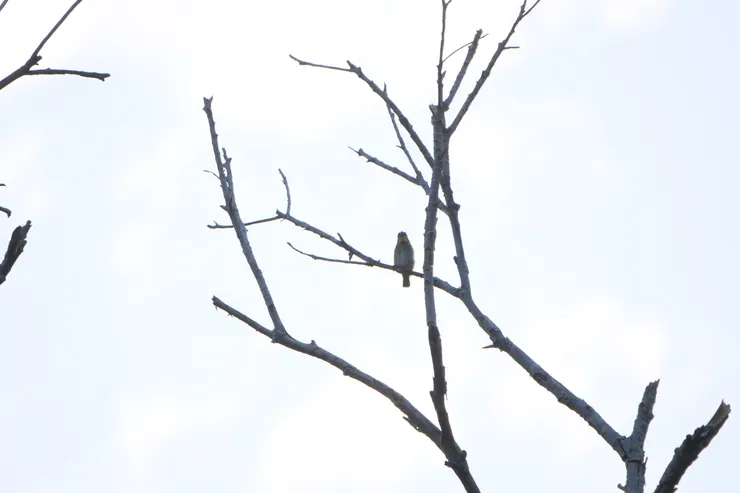 Copper Smith Barbet，和Small barbet不同是身體上有更多一條條的花紋