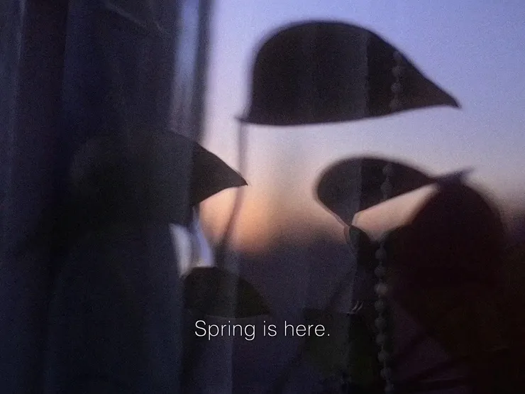 Usambara Violet (2020)