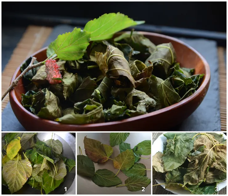 霜桑葉製作過程,只要殺青,再用微火焙至表面乾脆的程度即可。