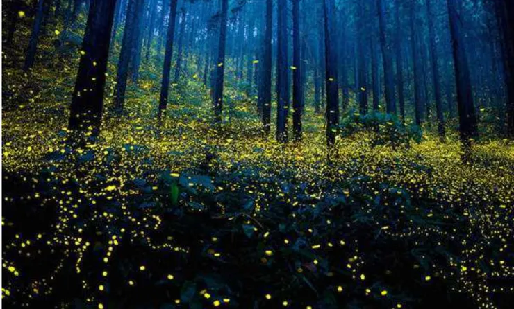 圖片取自網路加以裁剪而成,侵權刪。