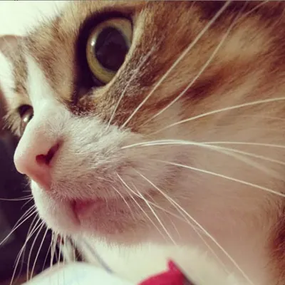 廣告圈的貓言貓語的沙龍