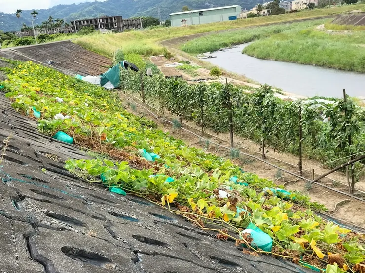 沿河道生長的大冬瓜/Mingling攝