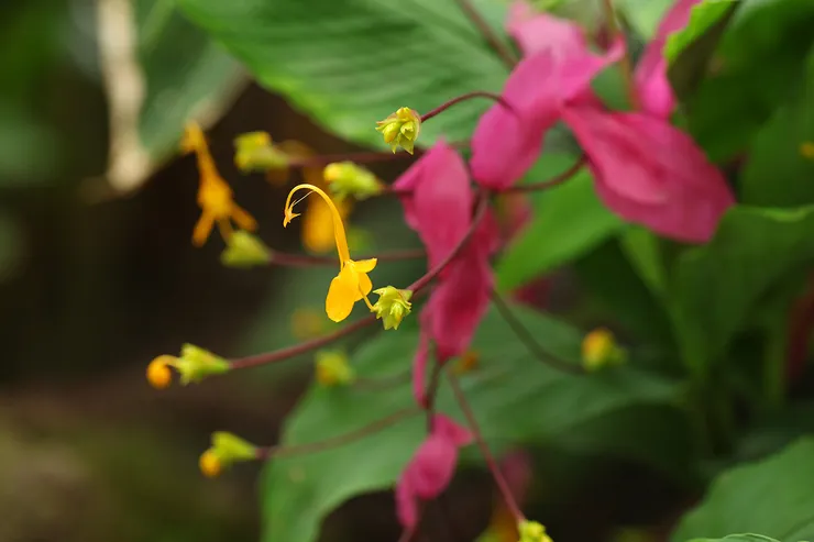 舞花姜(Globba racemosa)
