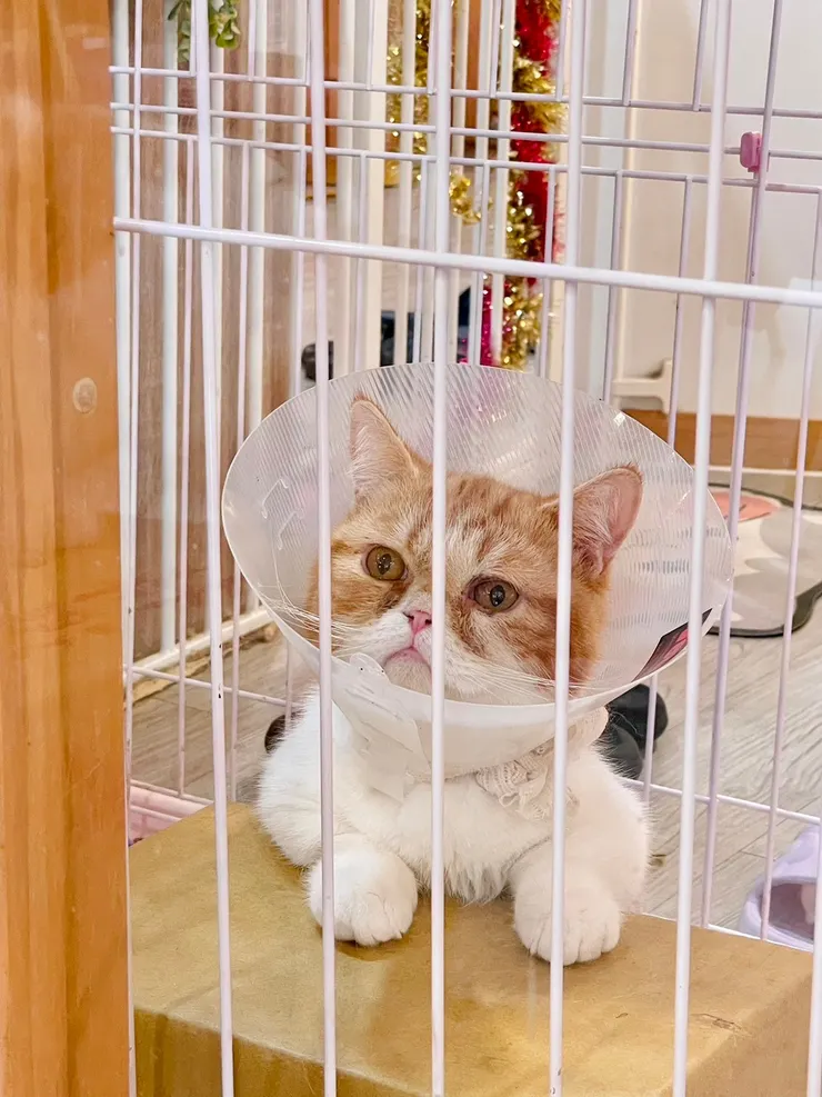 因為結紮正在被隔離的小吉八(=ʘᆽʘ=)