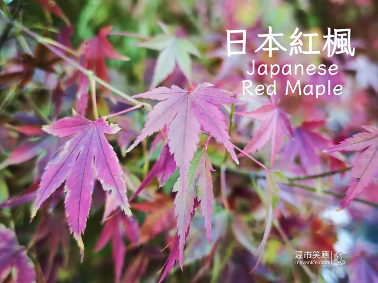 細長的葉脈，常做庭院觀賞樹