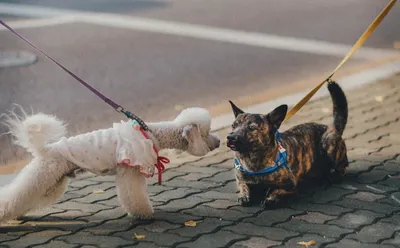 神學，不確定式