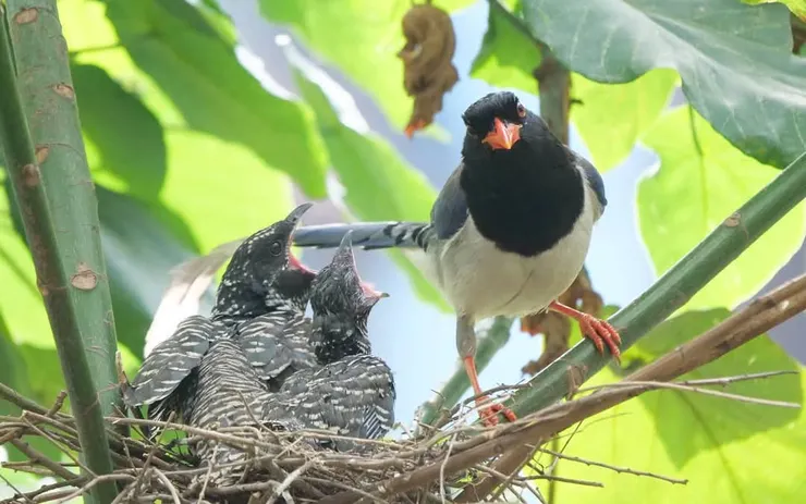 養母樣子有點疑惑，是否覺得孩子和她不像樣呢？