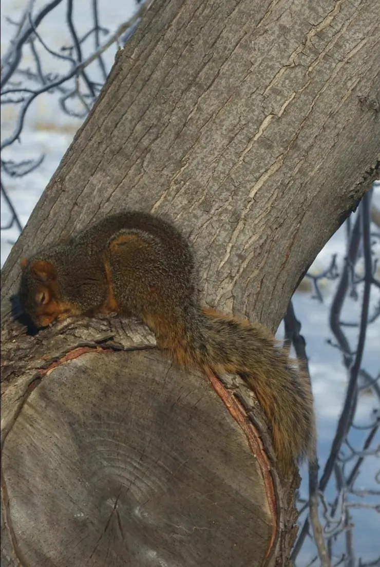 我還是來裝睡好了