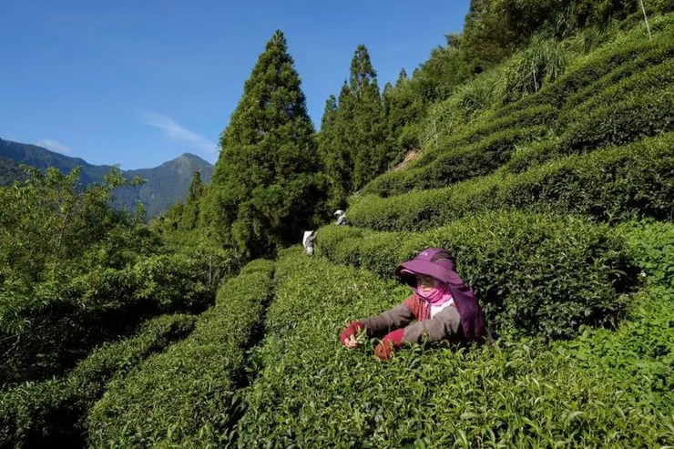 ▲「土壤碳匯」為氣候解方關鍵之一，台灣農業正式跨出制度化的一步。(新生永續顧問提供)