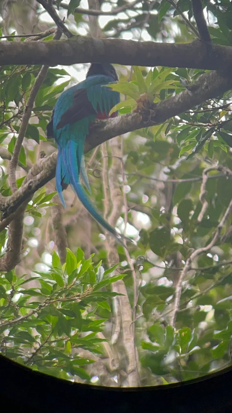 Quetzal鳥@哥斯大黎加