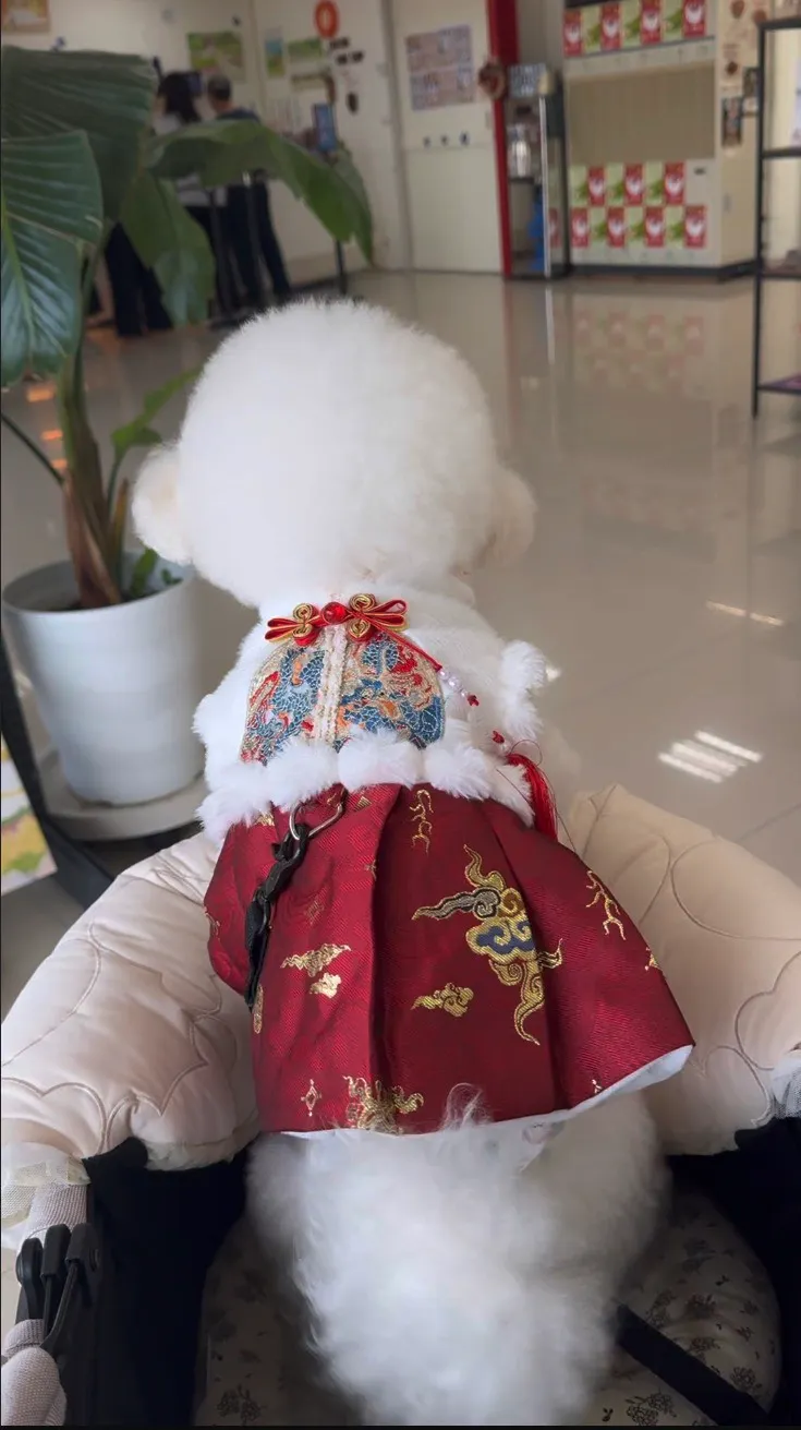 過年裙,男生瞬間變女生