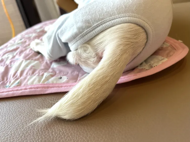 如果是小男生的話,衣服前面有一塊布料是可以自行裁剪的,非常方便