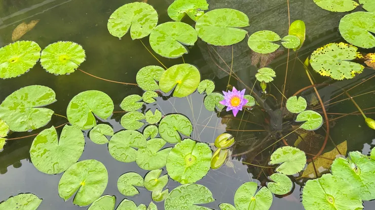 慈山寺「歡喜地」旁的半月形蓮花池