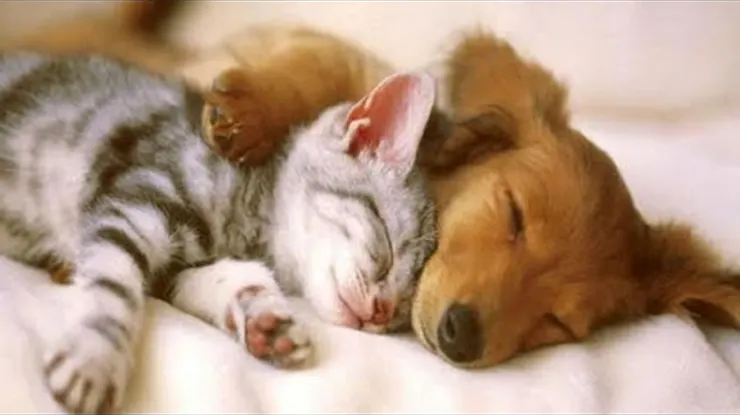 (圖片引自連結內容)