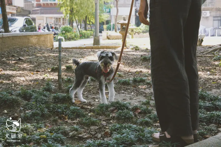 散步是狗狗生活中不可或缺的休閒活動