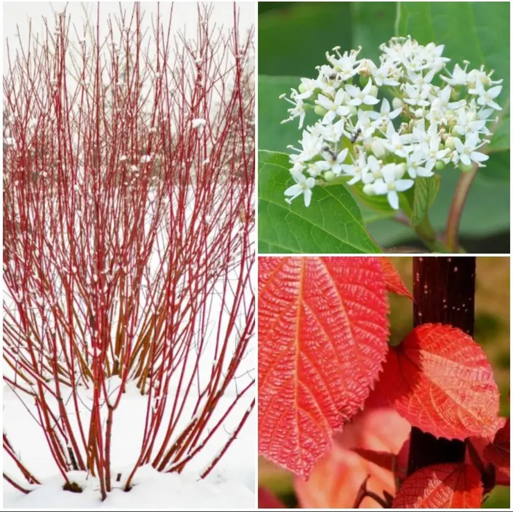 紅瑞木花朵和枝葉