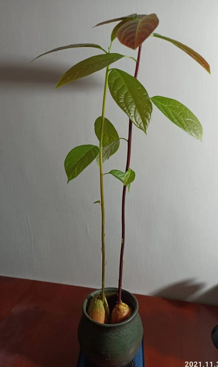 神秘女子的成果