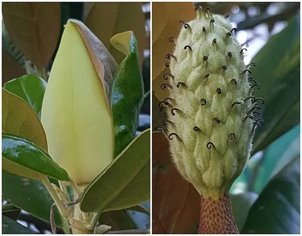 (左) 荷花玉蘭花苞，尚覆有一半苞片；(右) 完全脫落花瓣的荷花玉蘭，即將發育成果實