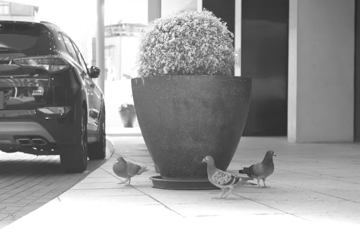 寶藏與守衛/抽象