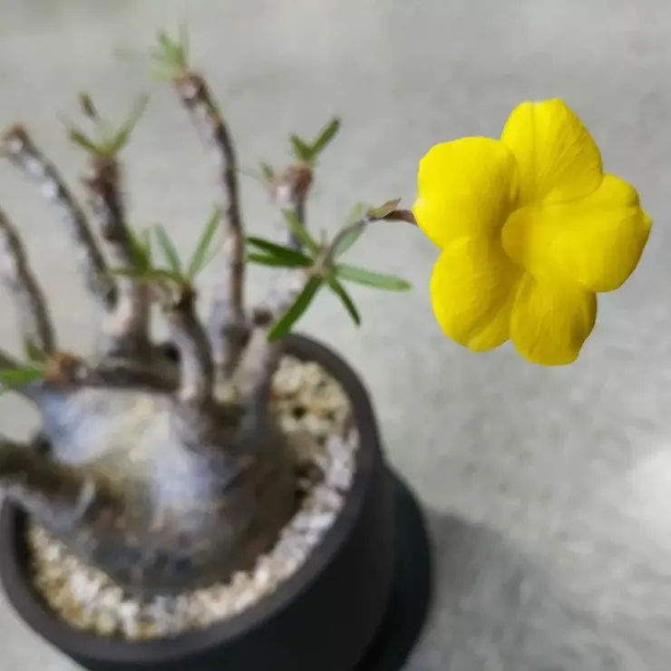 象牙宮(Pachypodium gracilius)