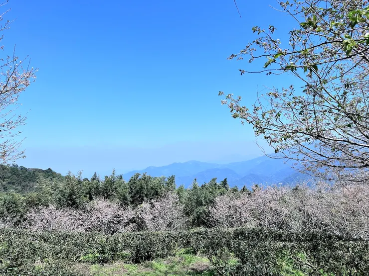 山上人家墨染櫻