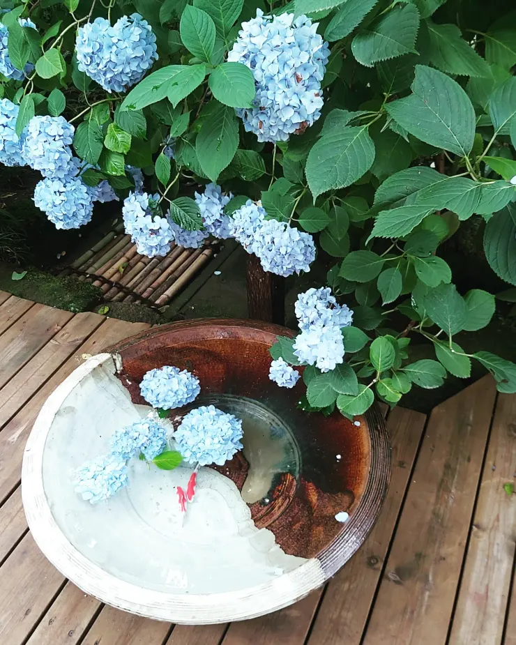 日本寺院的花藝擺放總是充滿禪意