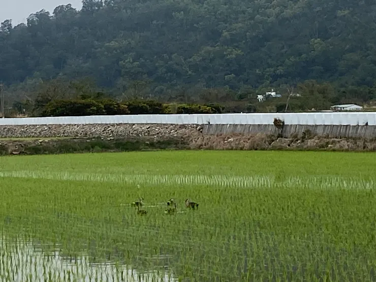 花嘴鴨