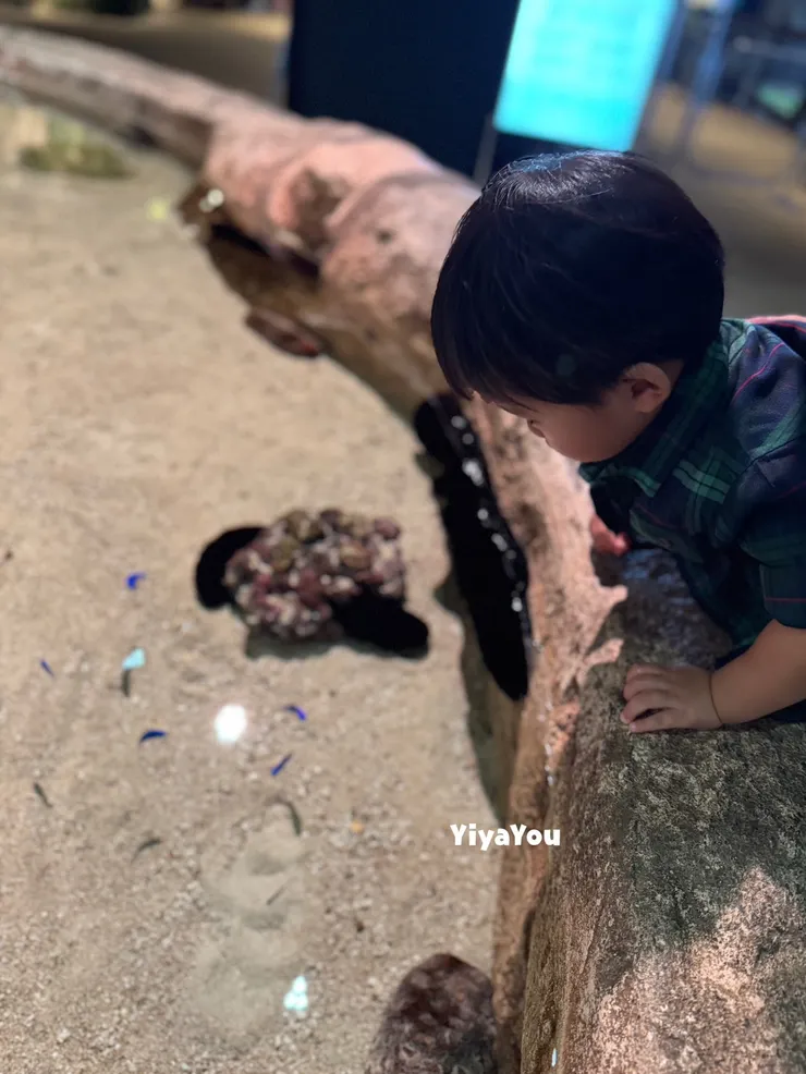 觸摸池也是蠻特別的設計，但我家孩子不敢摸（我自己也不敢）