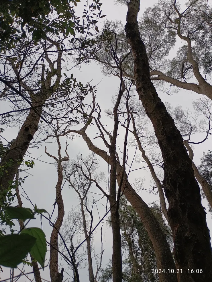 綺夢舊歡何曾覺，自拍攝