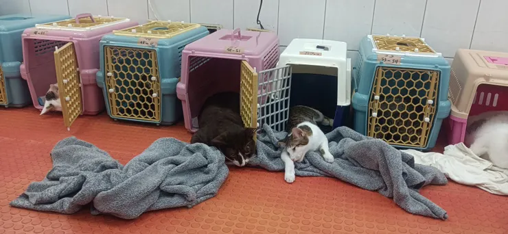 正努力從麻醉中甦醒的貓貓們