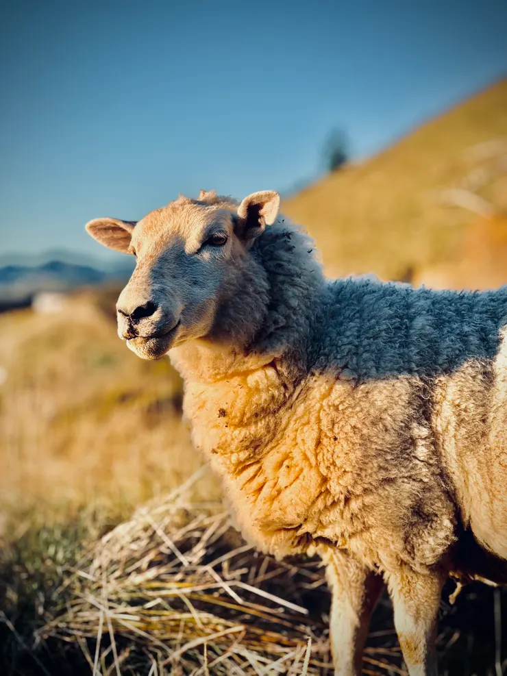 家裡的羊在大冬天吃得肥嘟嘟的