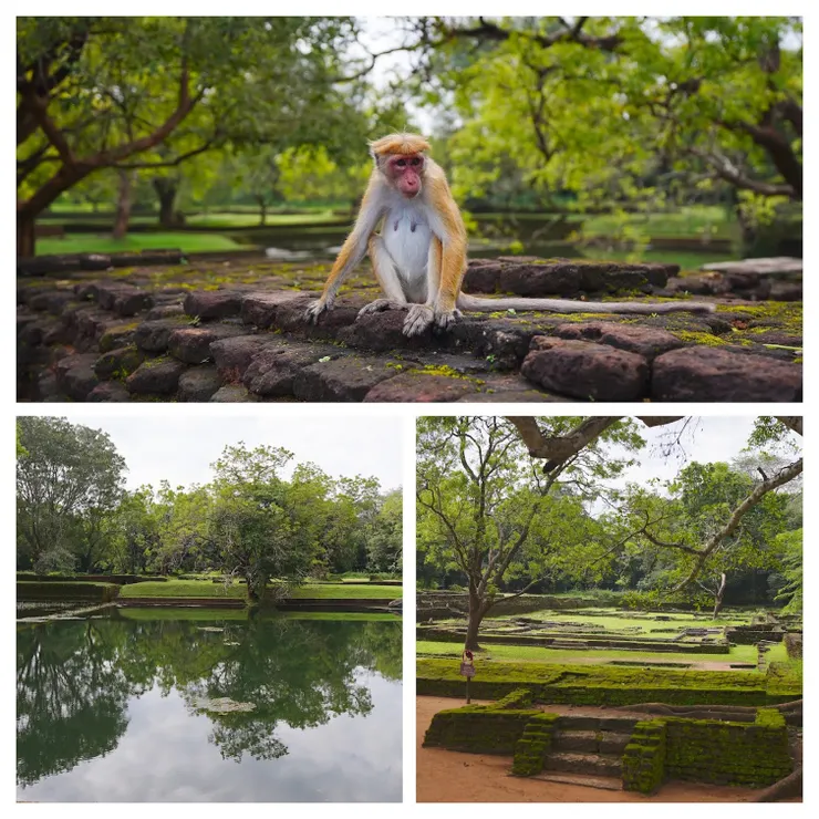 渠道四周綠油油的樹木和草皮