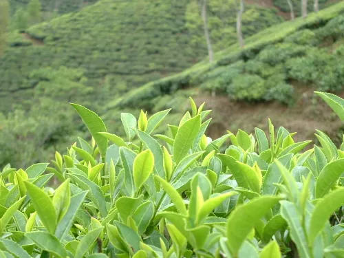 採茶的過程不容易，都是珍貴大自然的資源。