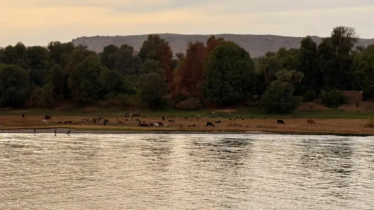 經過草原看見牛馬