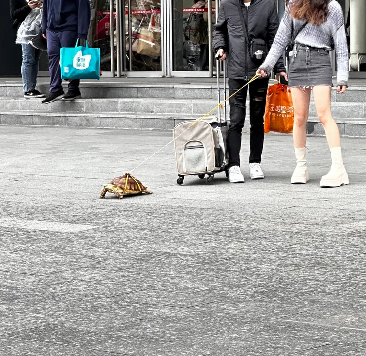 也有人來遛烏龜