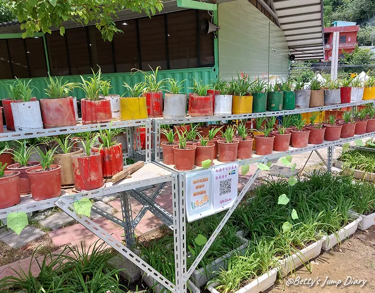 ▲2025花現台七「桃園繡球金針農遊趣」/ 圖片來源：Betty's Jump Diary