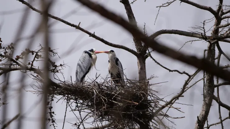 北海道蒼鷺的嘴巴有十分奪目的鮮橙色