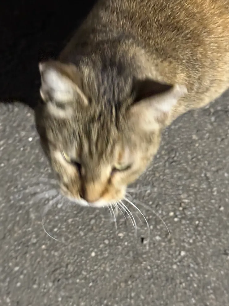 2025/12/14 家外頭的貓貓