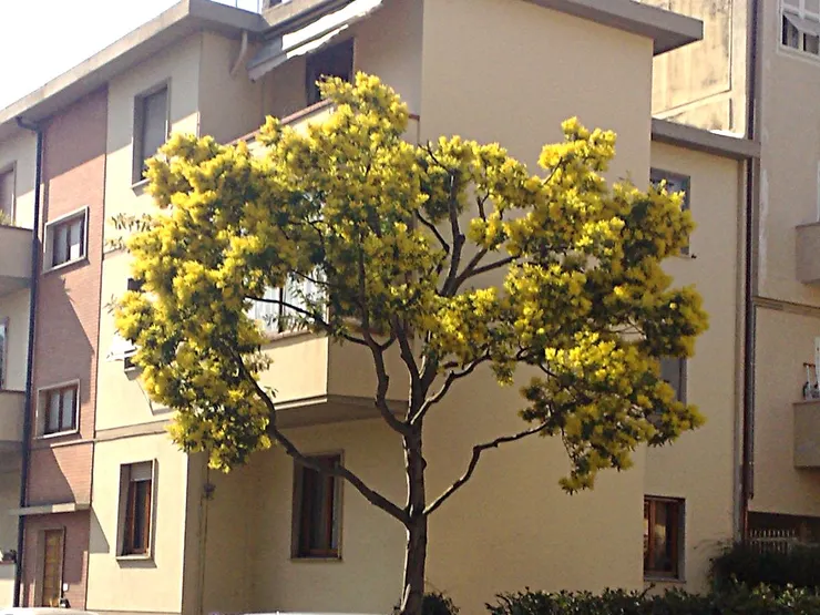 'Mimosa' blossoming in an urban setting in Italy